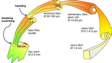 flax fibre content hermes|Characteristics of Hermès flax fibres as a function of their location .